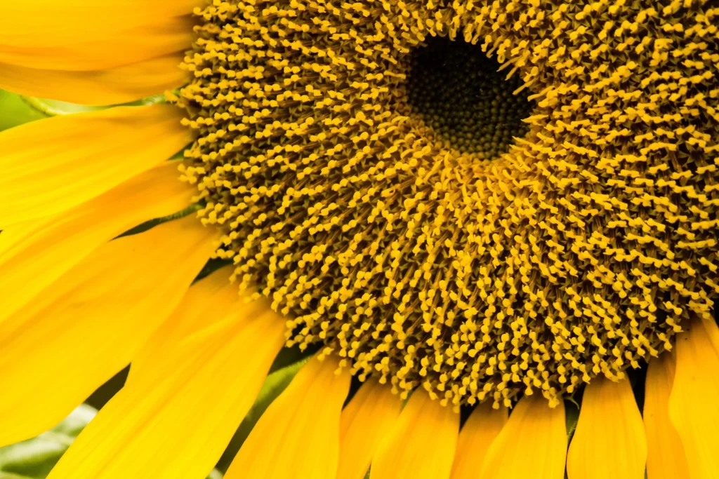 Sunflower Yellow Petals Green warm Center