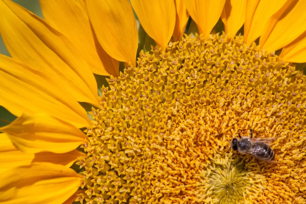 Sunflower Yellow Petals Green Center warm Bee