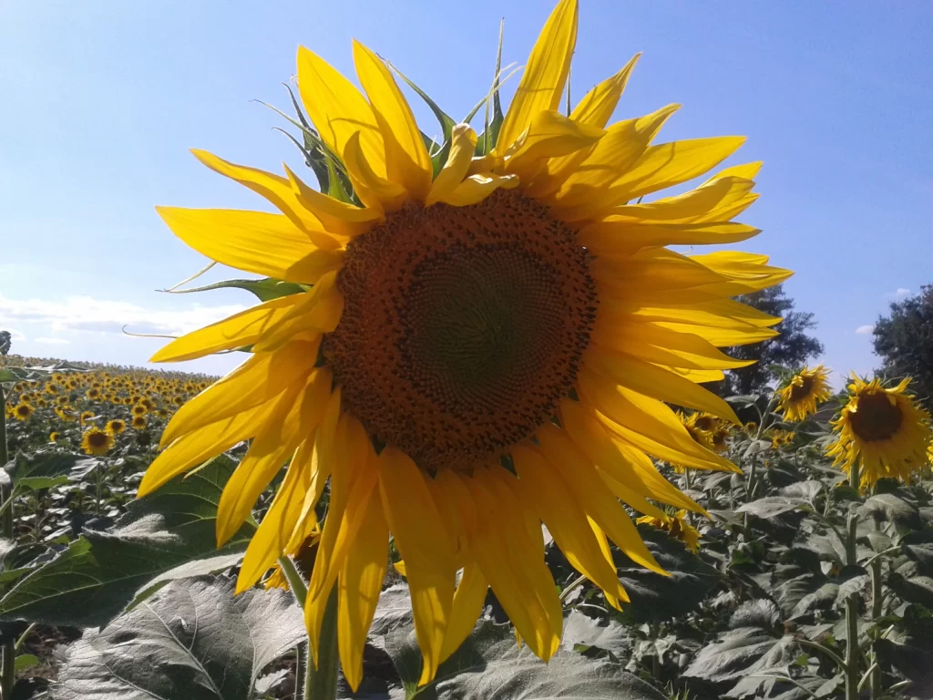 Sunflower Yellow Petals Green Leaves Blue gray Sky