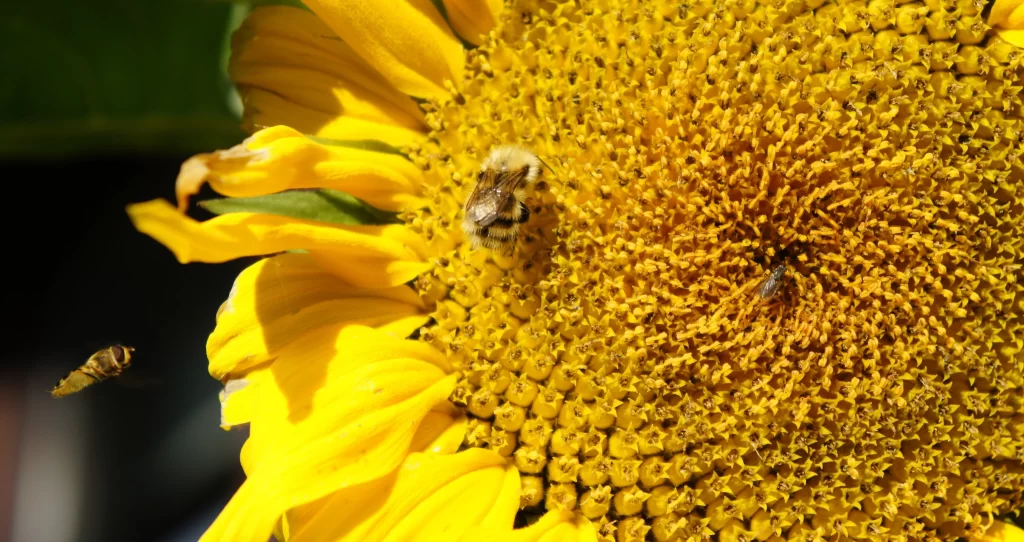 Sunflower Yellow Petals Green Leaves Bees