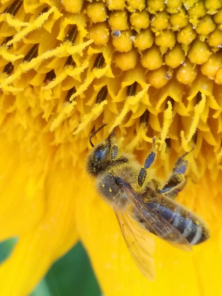 Sunflower Yellow Petals Green Leaves Bee