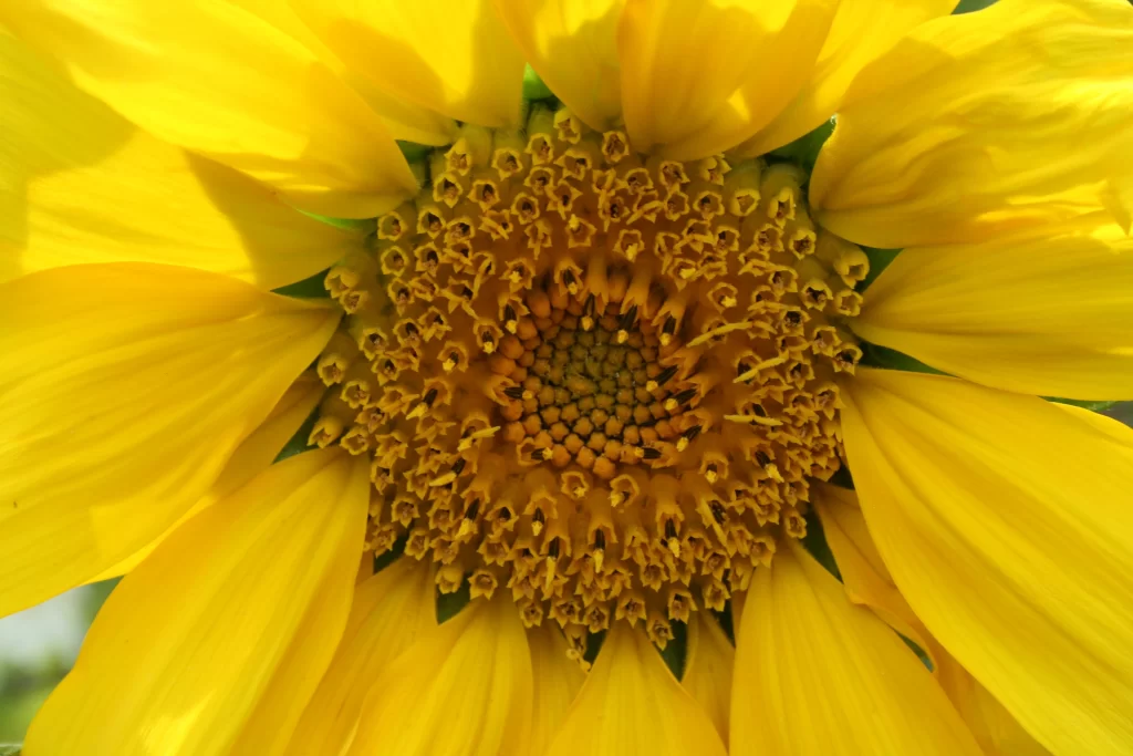 Sunflower Yellow Petals Green warm Center