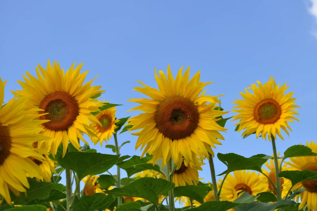Sunflower Yellow Petals Green Leaves Blue gray Sky