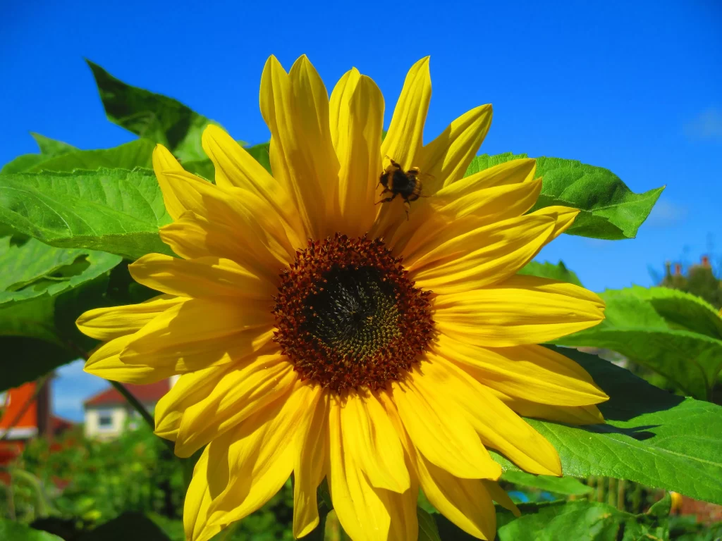 Sunflower Yellow Petals Green Leaves Blue warm Sky
