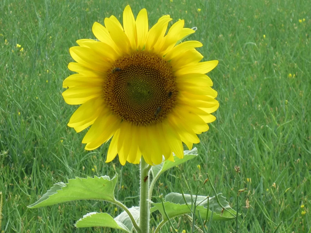 Sunflower Yellow Petals Green Leaves Grass