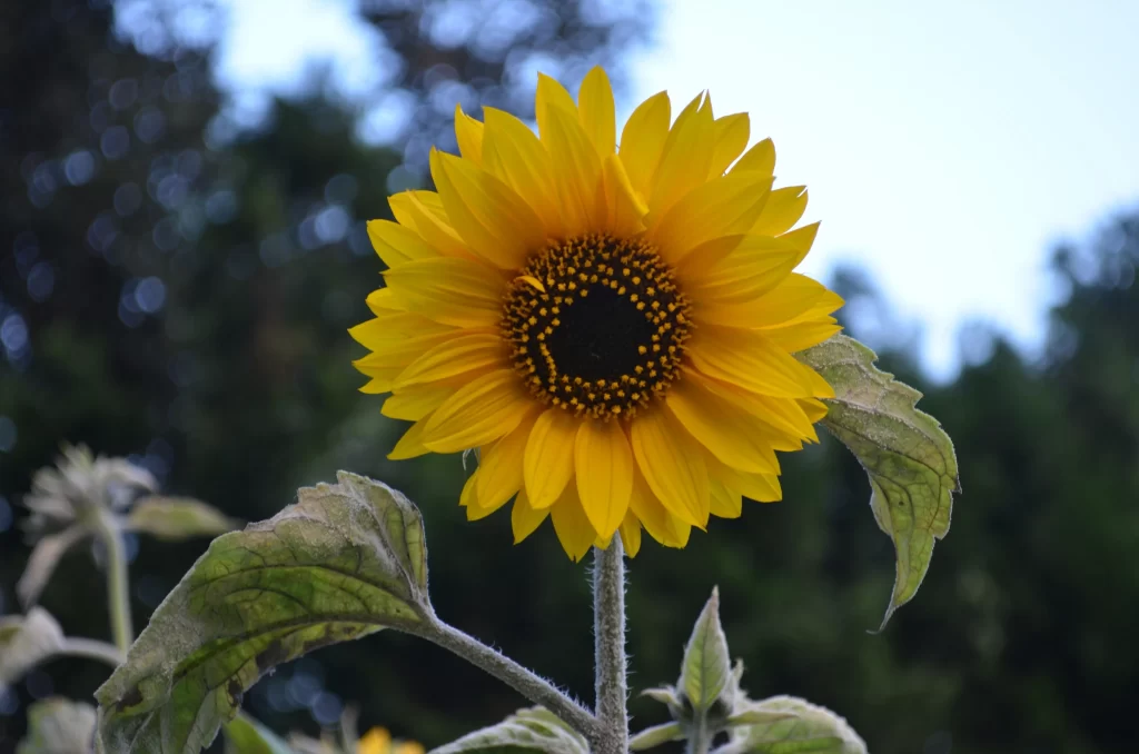 Sunflower Yellow Petals Green Leaves Blue gray Sky