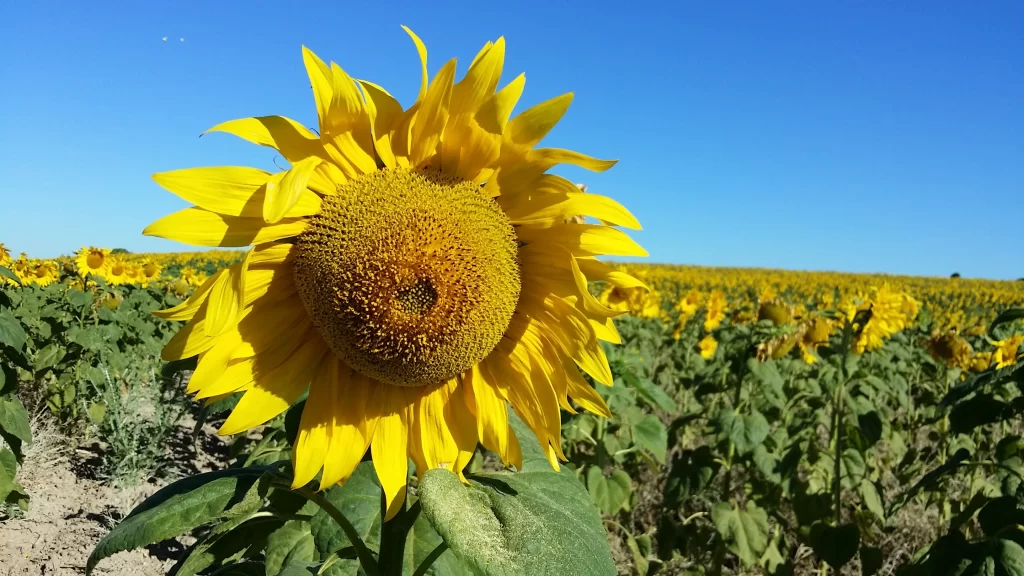 Sunflower Yellow Petals Green Leaves Blue warm Sky