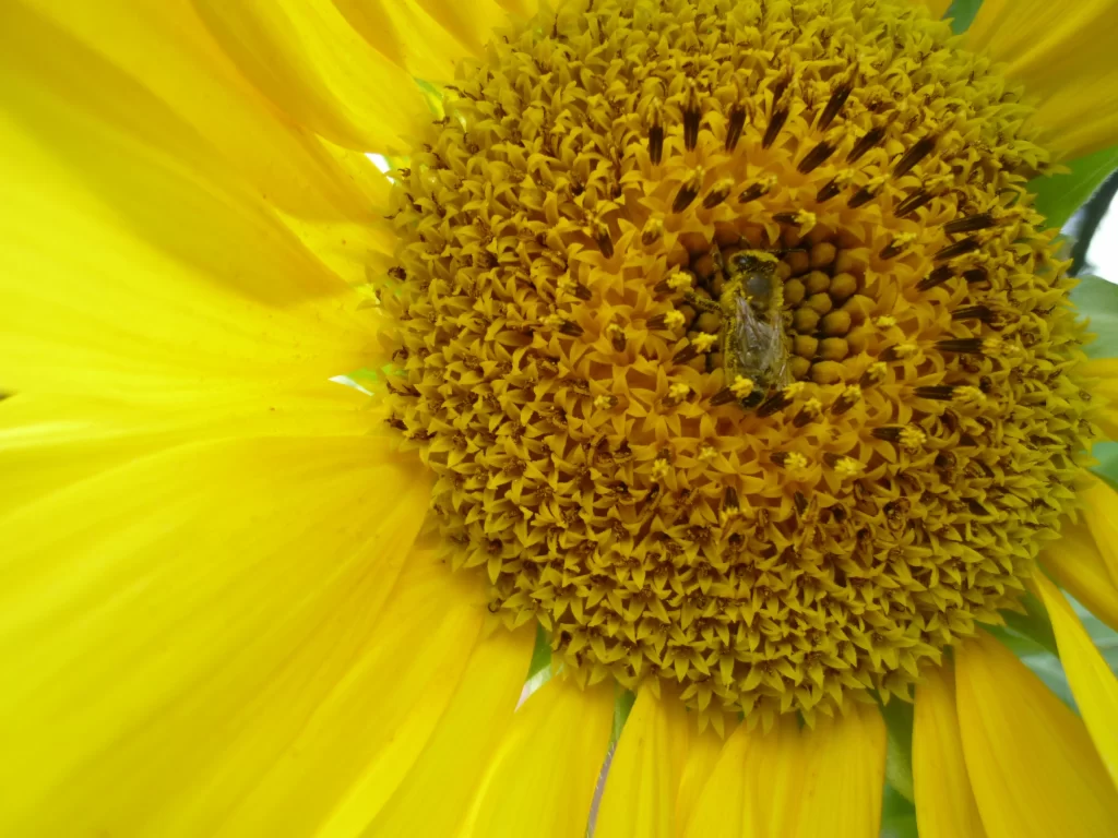 Sunflower Yellow Petals Green Leaves warm Bee