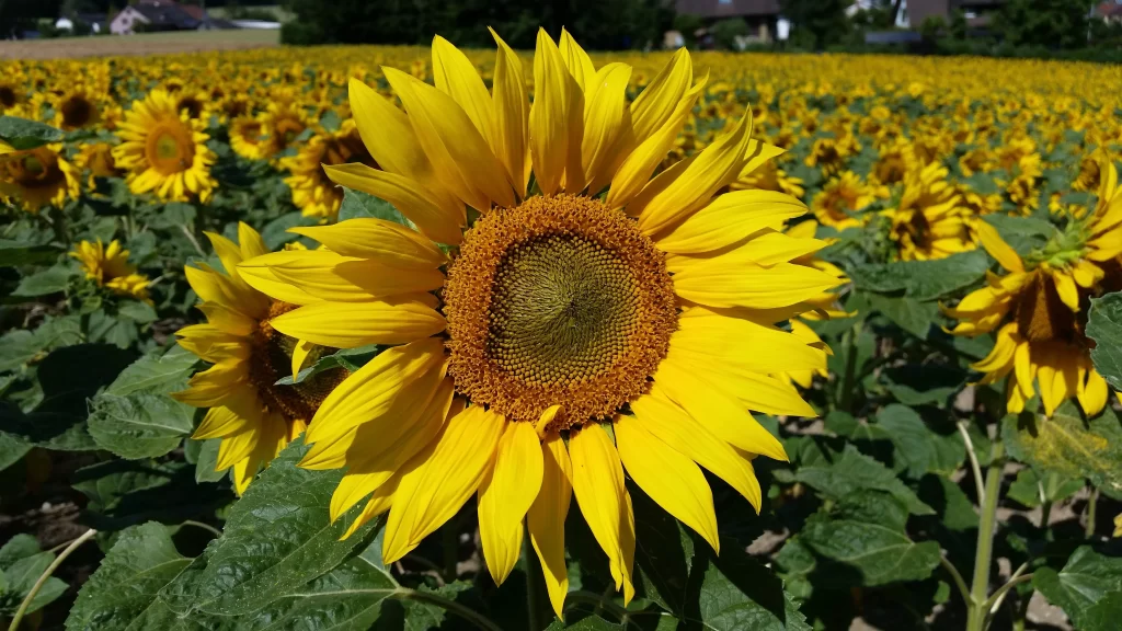 Sunflower Yellow Petals Green Leaves Field