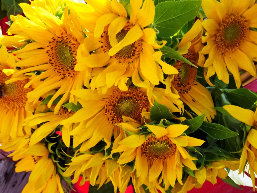 Sunflower Yellow Petals Green Leaves Bright
