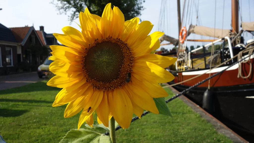 Sunflower Yellow Petals Green Leaves Blue Sky Boat