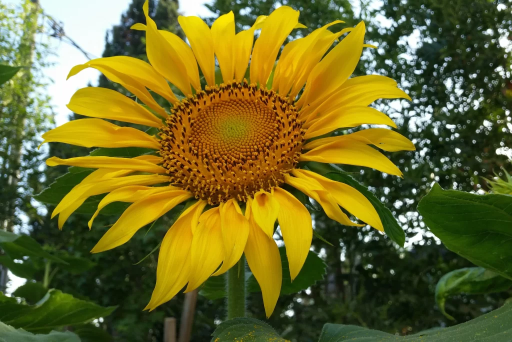 Sunflower Yellow Petals Green Leaves Nature