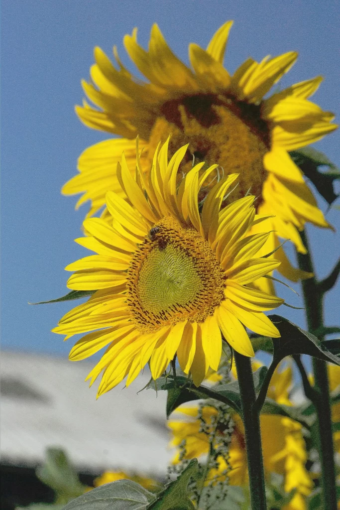 Sunflower Yellow Petals Green Leaves Blue Sky