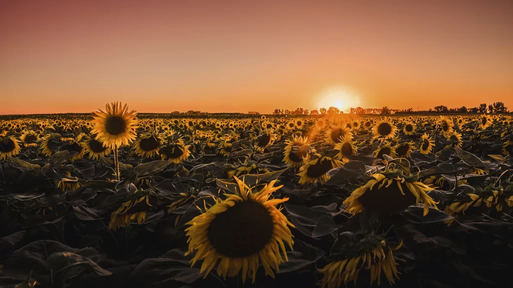 Sunflower Yellow Petals Orange Sky Green Leaves