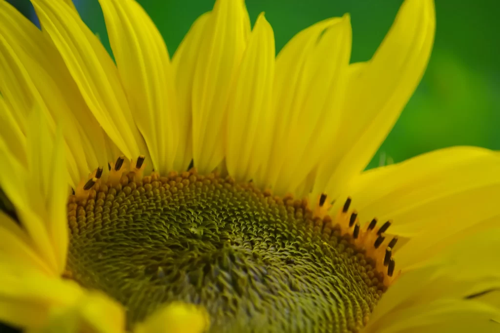 Sunflower Yellow warm Green