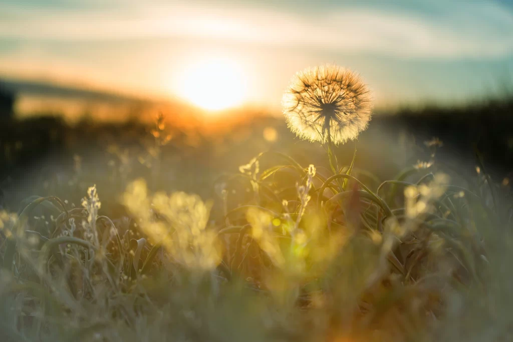 Sunset Dandelion Seed Head Grassland