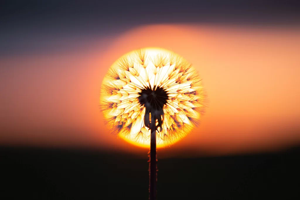Sunset Dandelion Silhouette Backlight Radiant