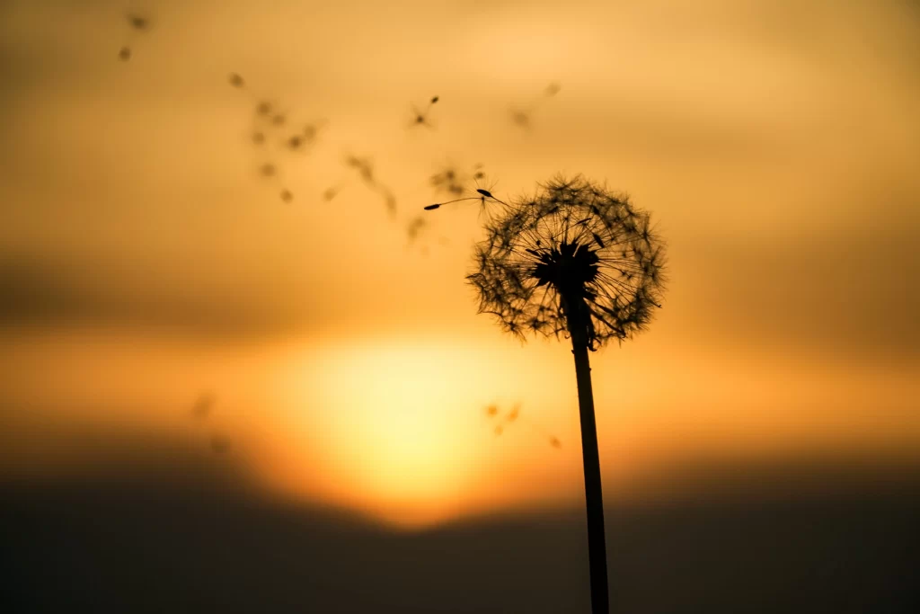 Sunset Dandelion Silhouette Seedlings Nature