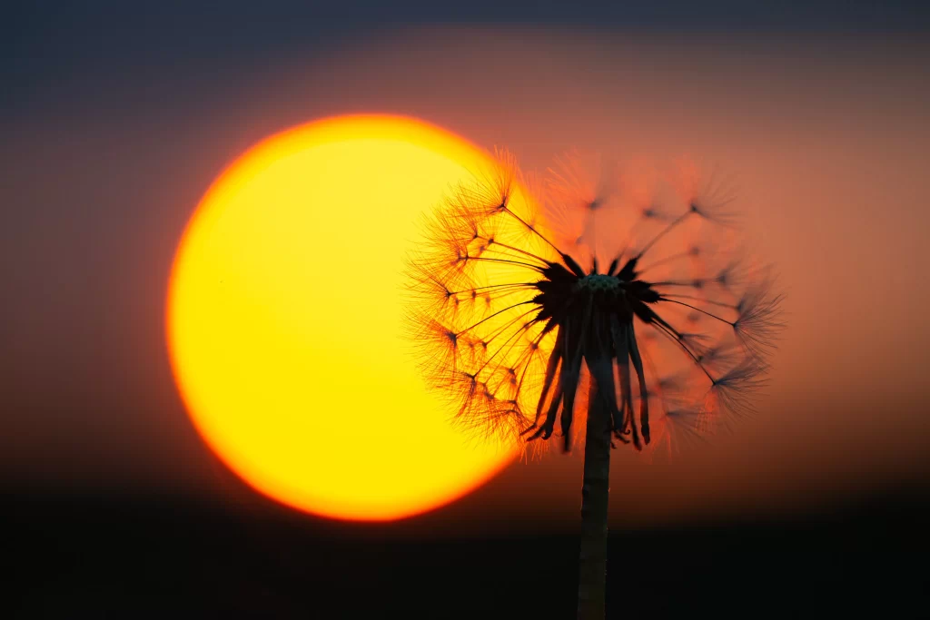 Sunset Dandelion Silhouette Orange Yellow
