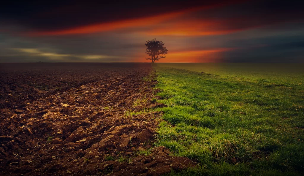 Sunset Field Green Grass Brown Soil Tree