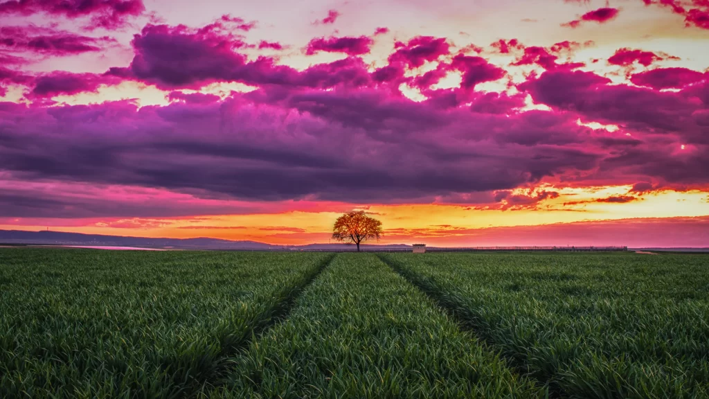 Sunset Field Green Grass Purple Clouds