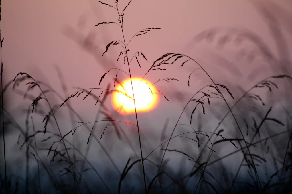 Sunset Grass Silhouette Orange Yellow