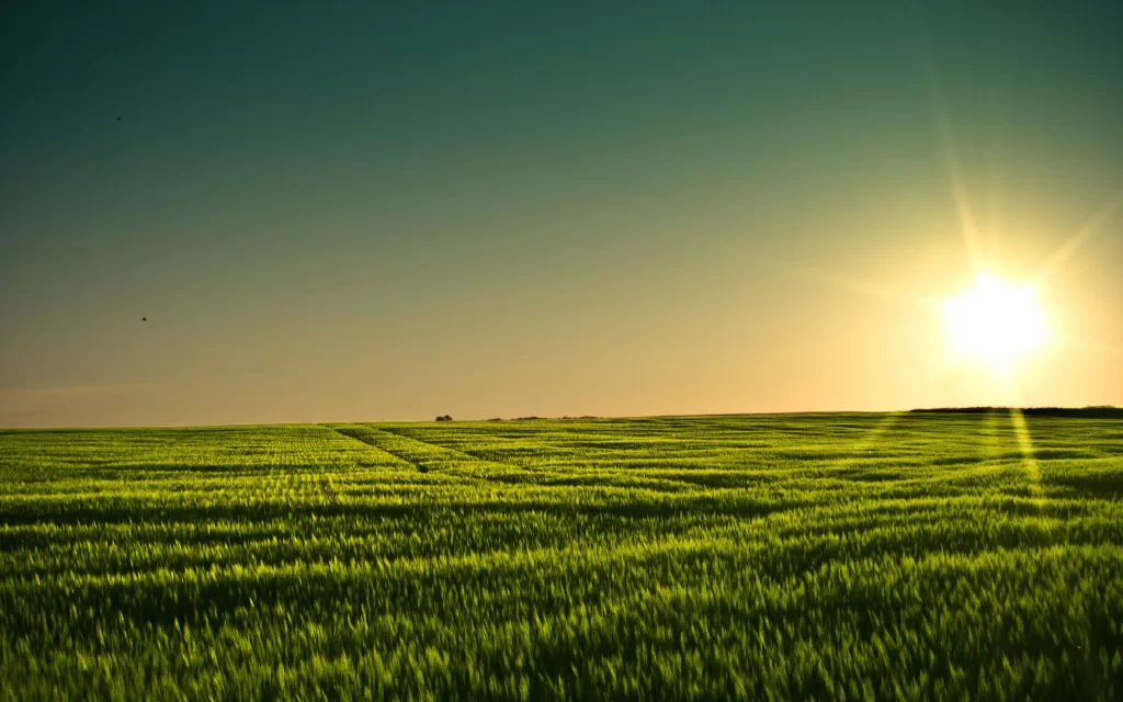 Sunset Green Field Wheat Yellow Sky