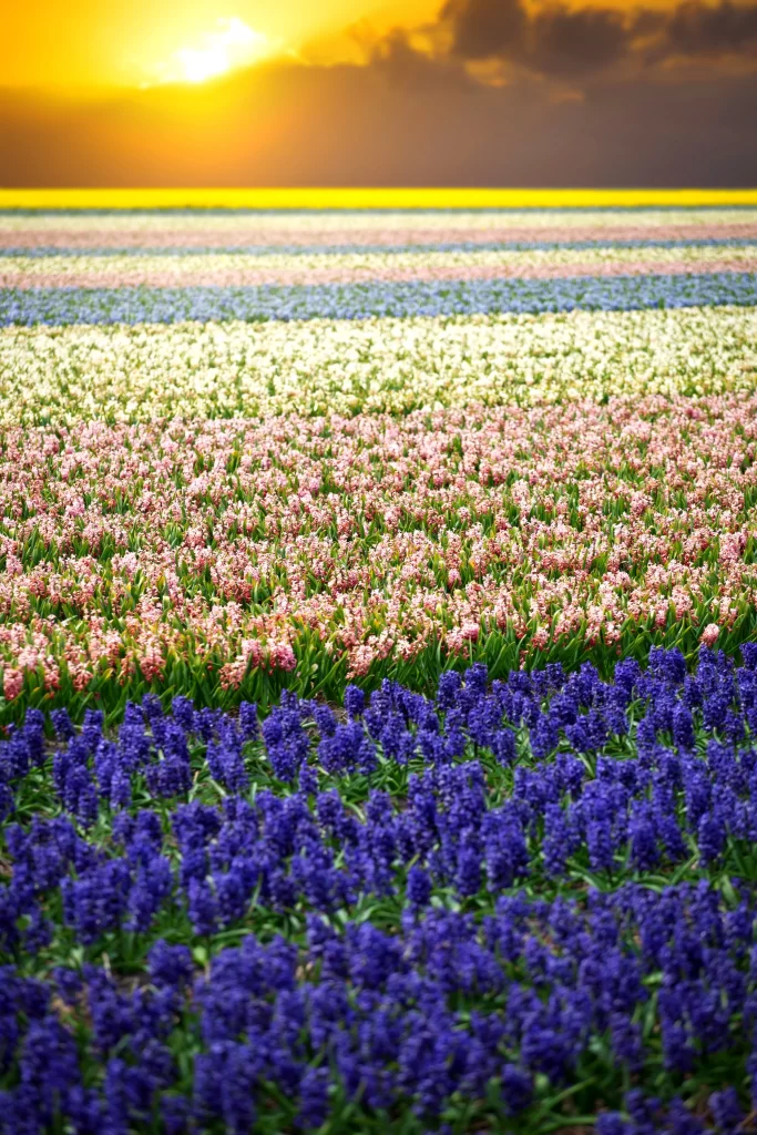 Sunset Hyacinth Field Colorful Blooms