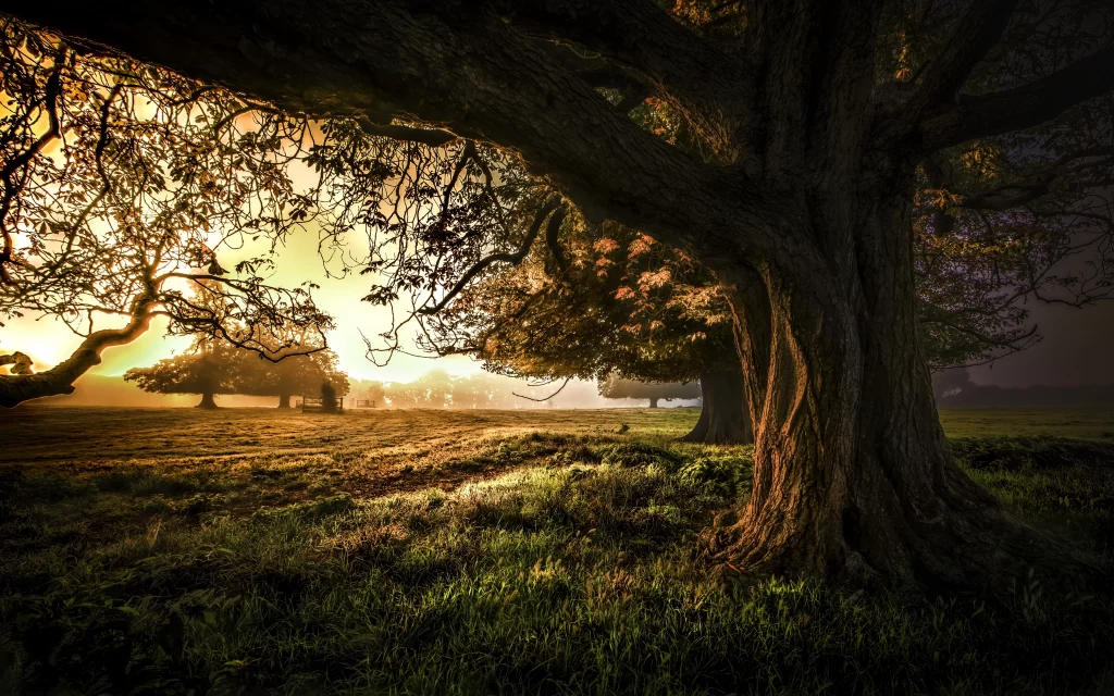 Sunset Meadow Green Grass Oak Tree Yellow Orange