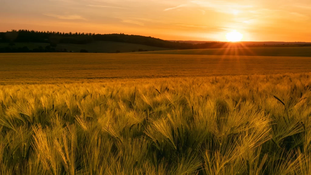 Sunset Wheat Field Golden Yellow Horizon