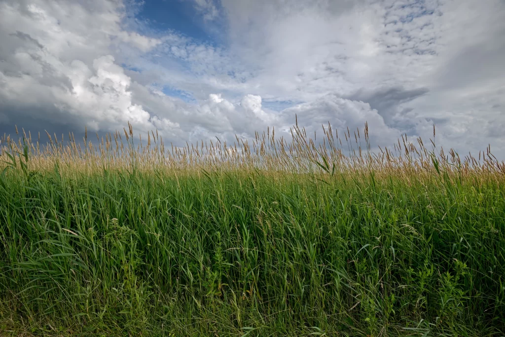 Tall Grass Green Yellow Sky White Clouds