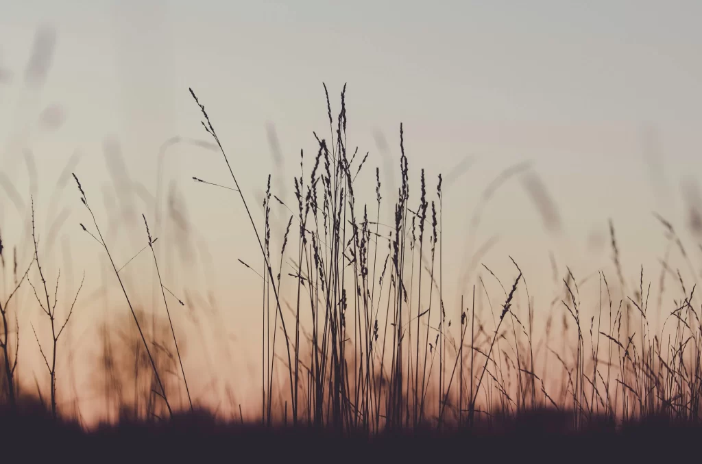 Tall Grass Silhouette Sunset