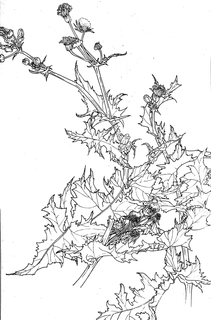 Thistle Chinese Line Drawing Botanical Art