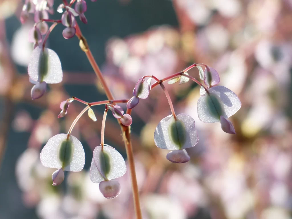 Translucent Pink Blossom Delicate Petals Nature