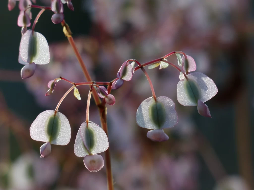 Translucent Pink Petals Delicate Blossom