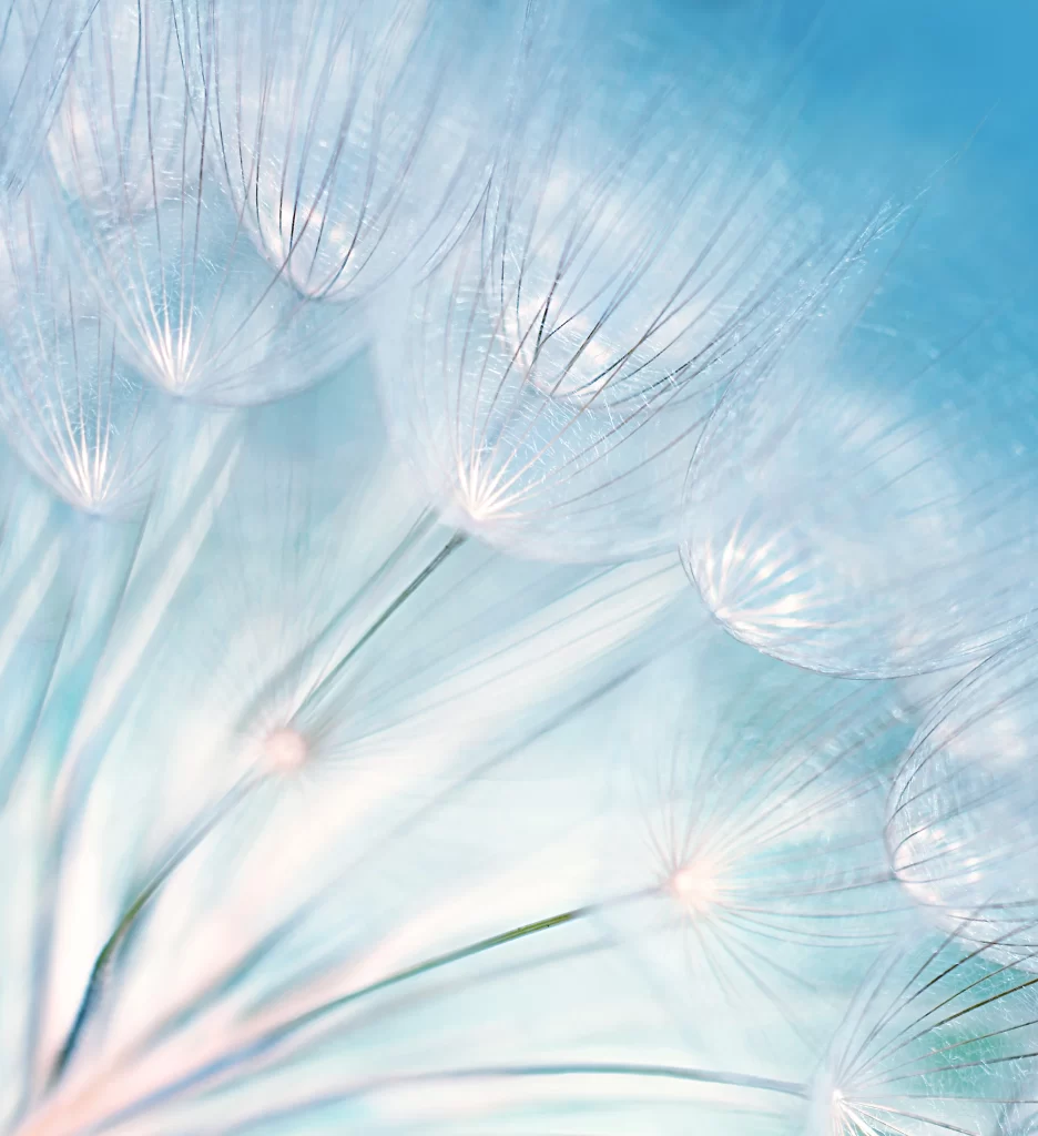 Translucent White Dandelion Delicate Feathers Soft Blue Background