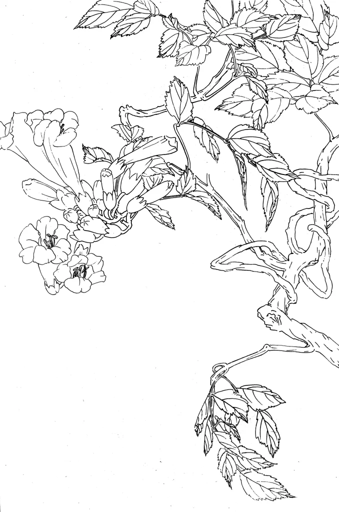 Trumpet Vine Chinese Line Drawing Botanical Art