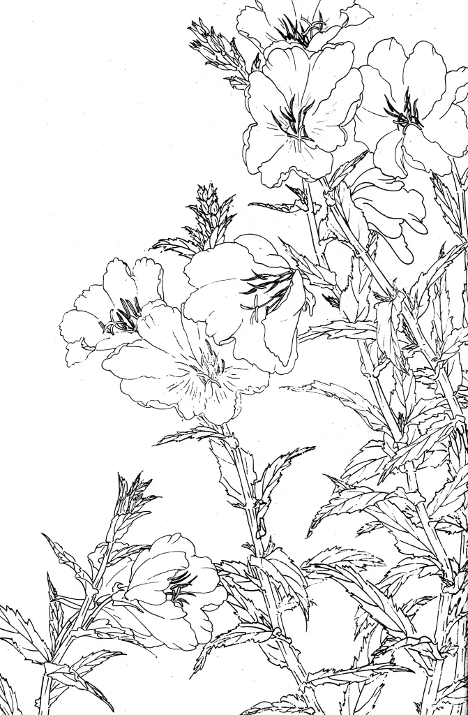 Tuberose Chinese Line Drawing Botanical Art