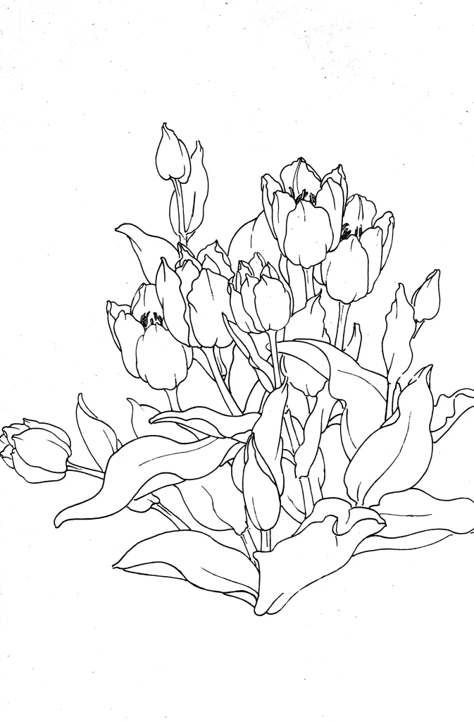 Tulip Chinese Line Drawing Botanical Art