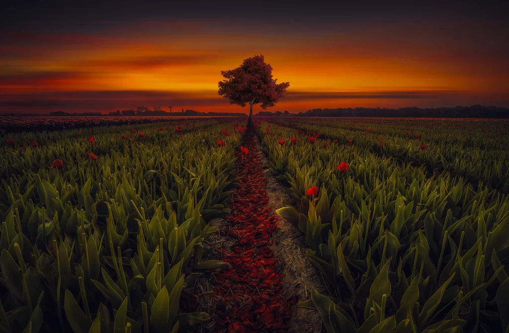 Tulip Green Red Sunset Path Field