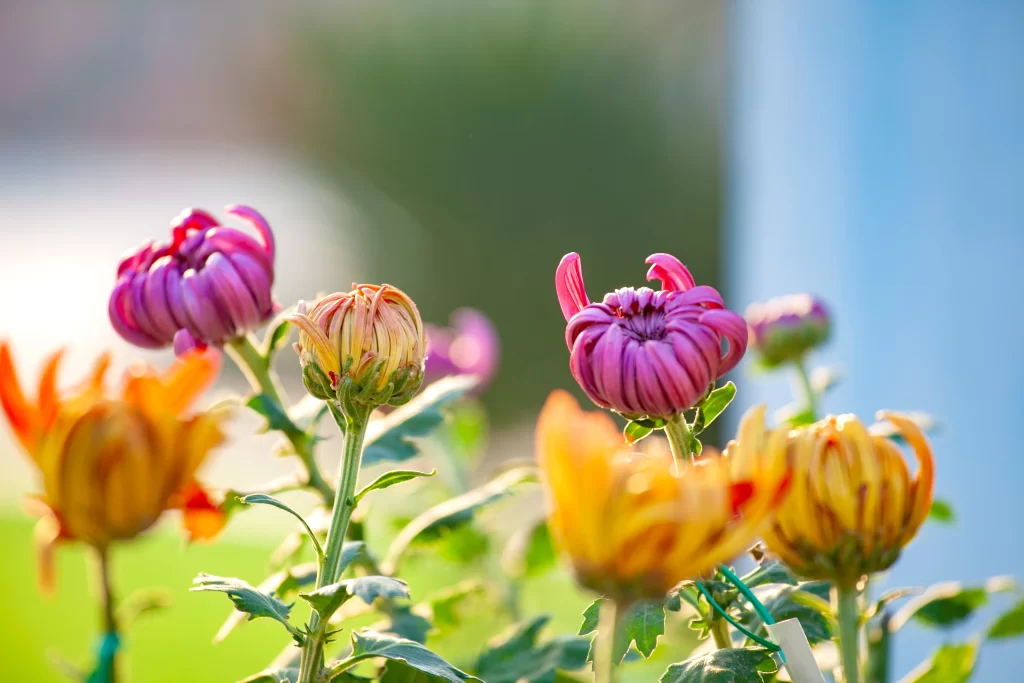 Vibrant Blooms Petals Yellow Orange Pink