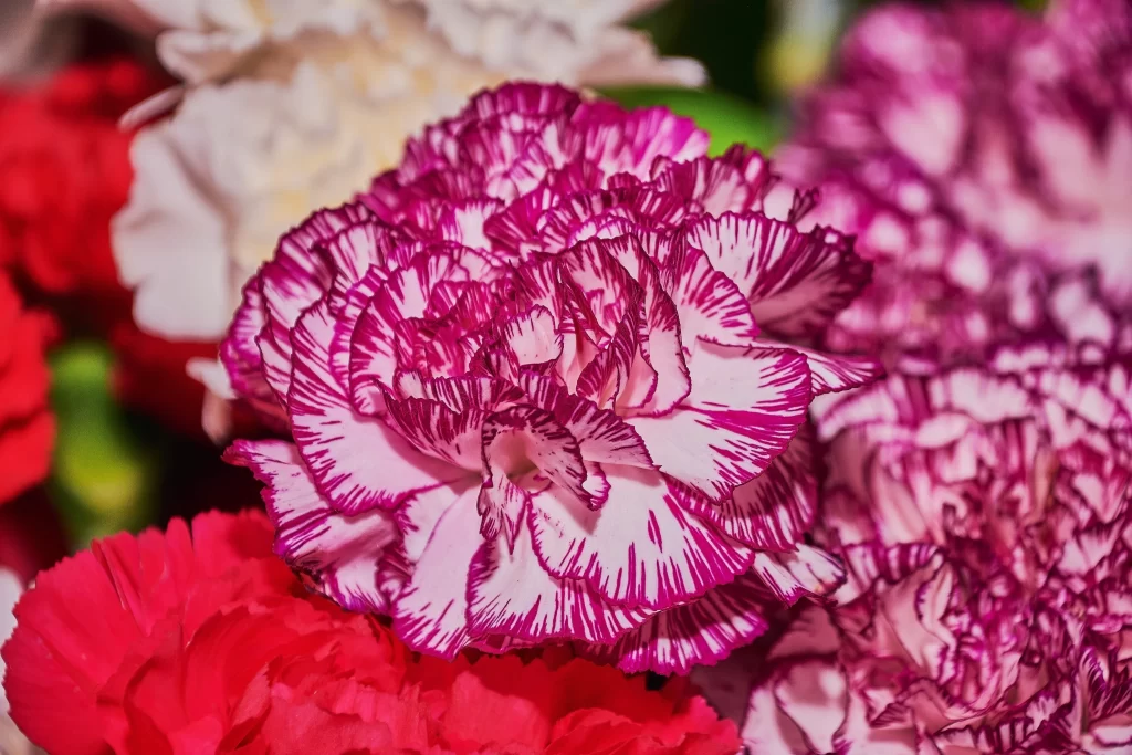 Vibrant Carnation Purple White Edges Ruffled Petals