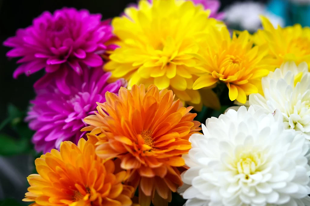 Vibrant Chrysanthemum Blooms Petals Yellow Orange Pink White