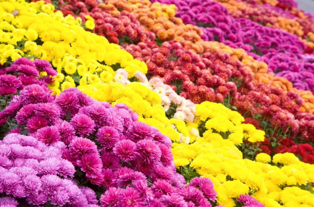 Vibrant Chrysanthemum Blooms Yellow Pink Red Orange