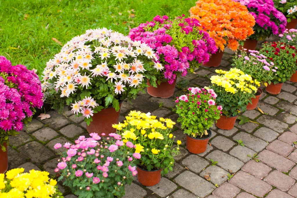 Vibrant Chrysanthemum Blooms Colorful Petals Lush Greenery Terracotta Pots