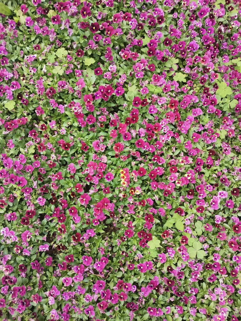 Vibrant Flowers Nature Greenery