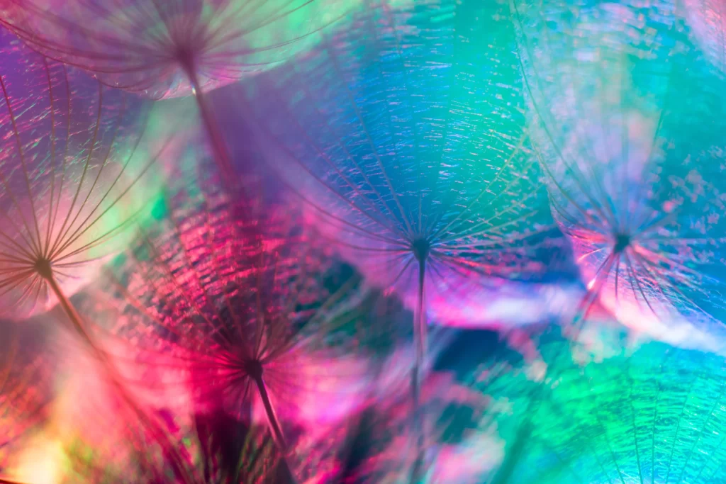 Vibrant Hues Dandelion Delicate Feathers Radiant