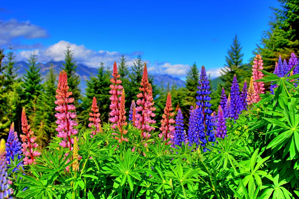 Vibrant Lupine Pink Purple Blue Green Foliage Mountain