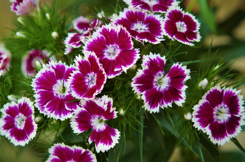 Vibrant Magenta Carnation Petals Green Leaves