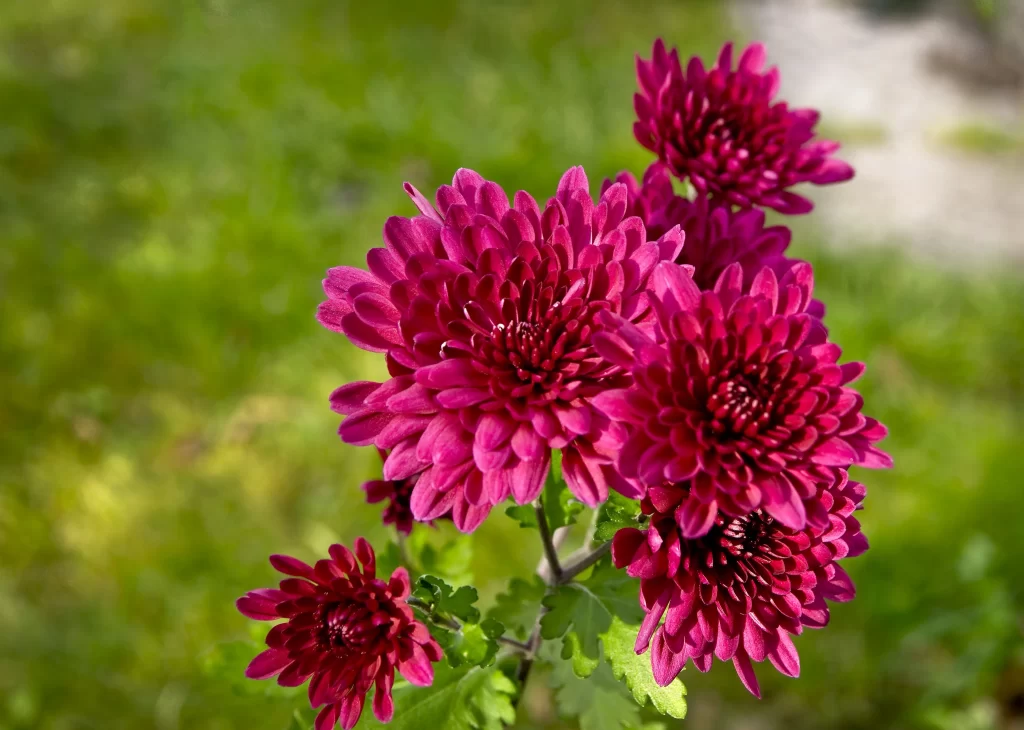 Vibrant Magenta Chrysanthemum Full Blooms Lush Petals Green Foliage